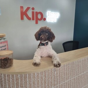 Kip Newstead Dog Daycare Pic 4