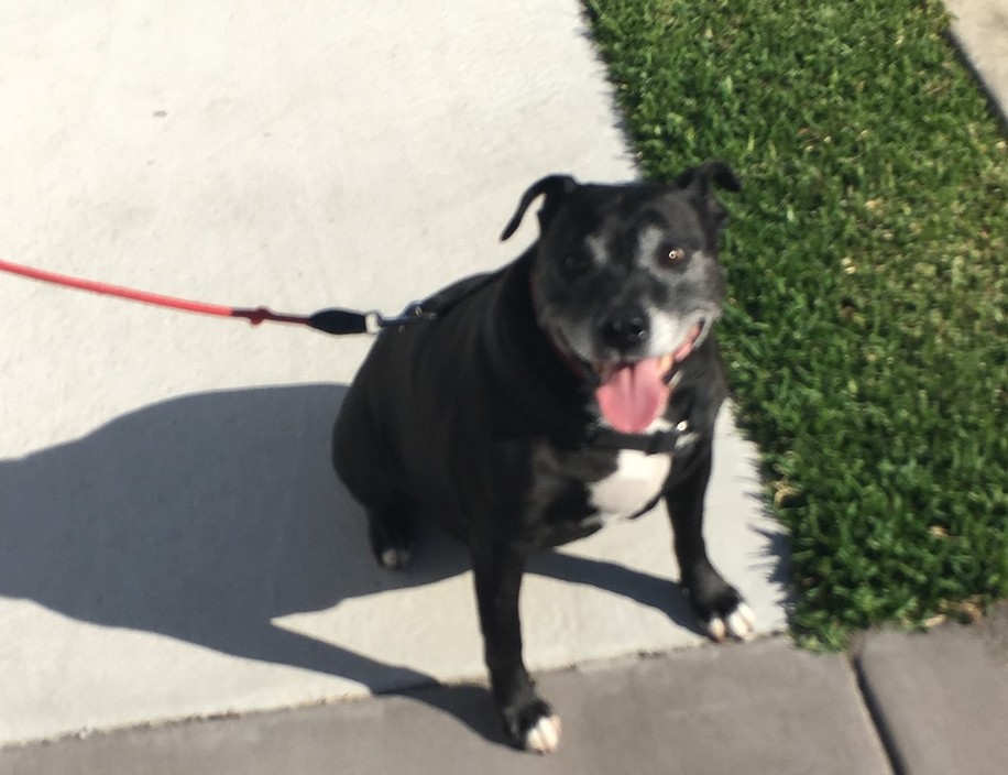 The Staffy Walker - Dog Walking Burleigh Heads Pic 1 - Happy Client Lulu