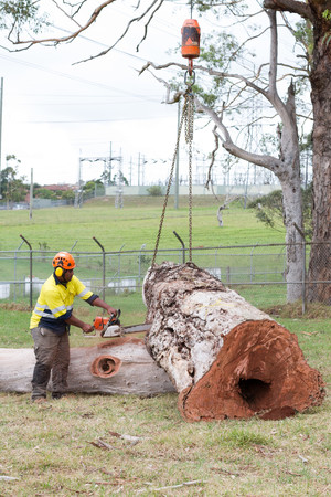 The Tree Doctor Pic 2