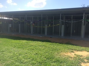 Chinchilla Boarding Kennels Pic 5