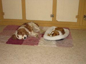 Chinchilla Boarding Kennels Pic 3 - Mouse Cavalier King Charles Spaniel