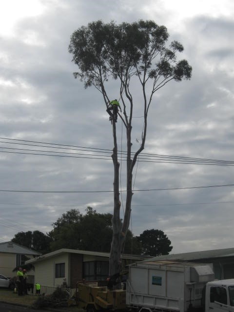 Robert Mank Tree Care Services Pic 1