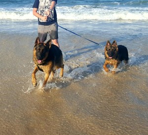 Boss Dog Adventures Pic 2 - 2 beautiful boys having fun at the beach