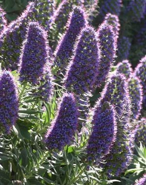 Beddison Garden Designs Pic 5 - Echium candicans