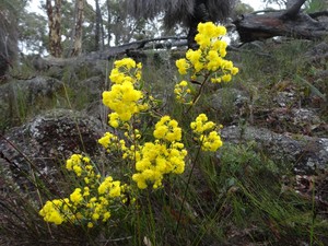 Southern Flora Pic 2 - Acacia nervosa in Wandoo woodland