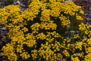 Southern Flora Pic 4 - Verticordia chrysantha