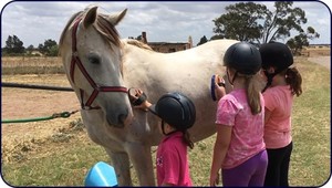 Alba View  Equestrian Pic 4 - Alba View Equestrian Horse Mad Gang For Kids