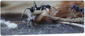 Ant Control Services in Canberra ACT Pic 3