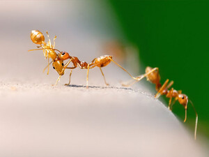 Ant Control Services in Canberra ACT Pic 4