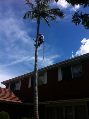 Sydney City Tree Management Pic 3