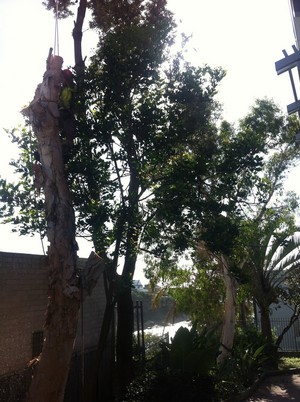 Sydney City Tree Management Pic 2