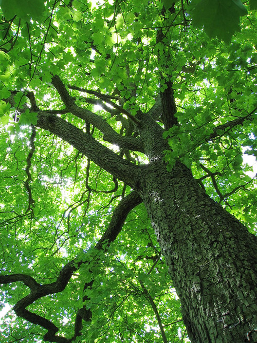 Sydney City Tree Management Pic 1