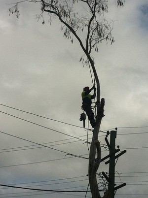 Sydney City Tree Management Pic 5