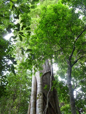 Twin Falls Nature Retreat Pic 3 - Our Rainforest