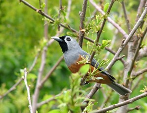 Twin Falls Nature Retreat Pic 4 - Lovely Birds