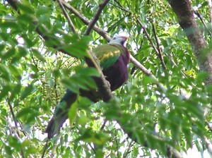 Twin Falls Nature Retreat Pic 5 - Wompoo Fruit Dove