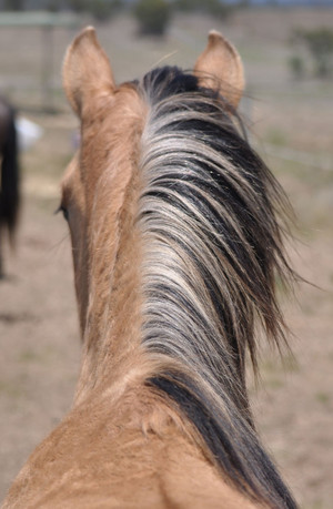 Willowvale Spanish Mustangs Australia Pic 5 - Beautiful bi colour mane Desert Falcon for sale 8500