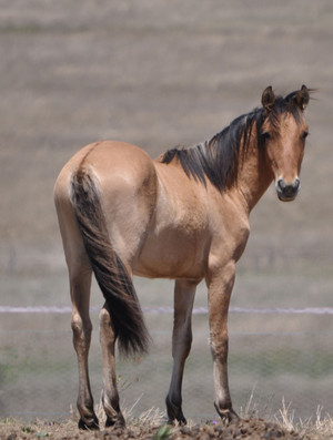 Willowvale Spanish Mustangs Australia Pic 3 - Desert Falcon Spanish Mustang endurance yearling for sale 8500