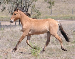 Willowvale Spanish Mustangs Australia Pic 2 - Desert Falcon Spanish Mustang gelding for sale 8500