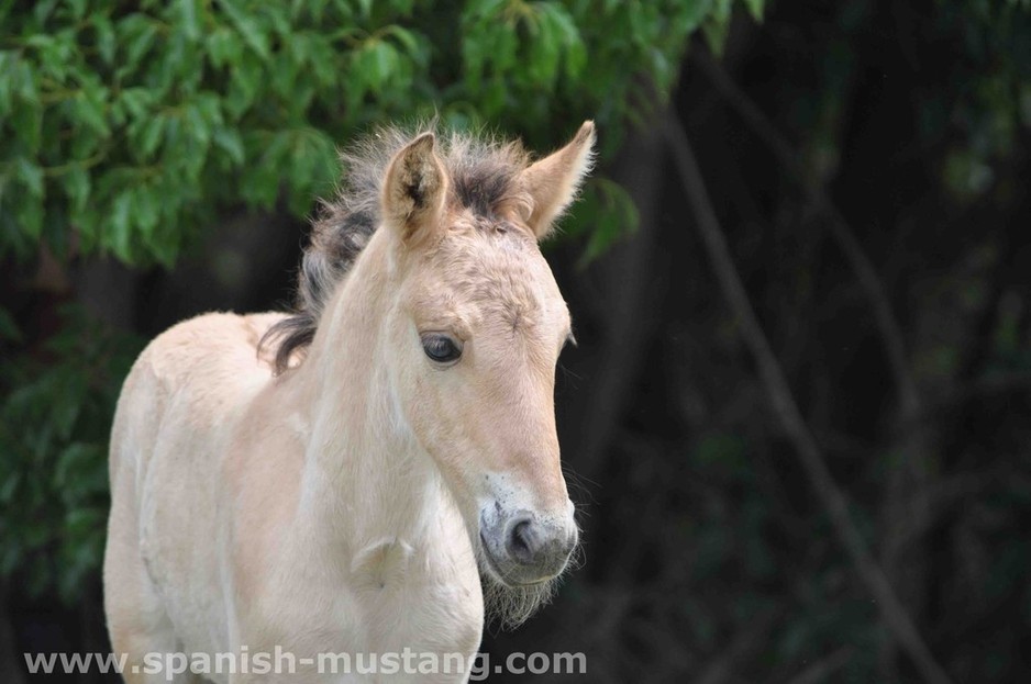 Willowvale Spanish Mustangs Australia Pic 1 - Desert Falcon For Sale 8500