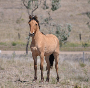 Willowvale Spanish Mustangs Australia Pic 4 - Panagre bay dun Spanish Mustang for sale