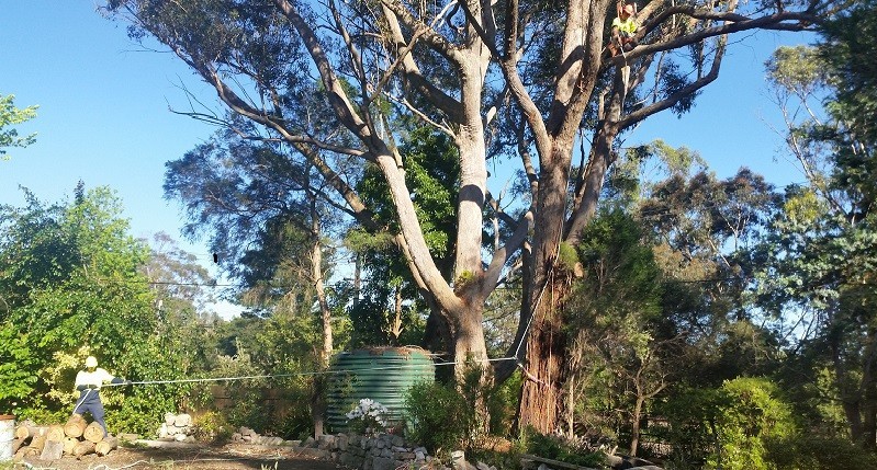 Ezi Cut Tree Services Pic 2 - Tree Removal