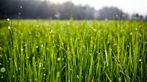 Lawns, Hedges and Small trees Pic 2