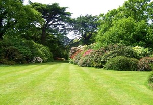 Lawns, Hedges and Small trees Pic 5