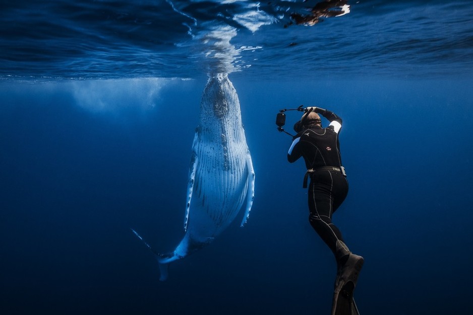 Majestic Whale Encounters Pic 1 - Come with us on a trip of a lifetime experience the magic of Tonga and the Whales