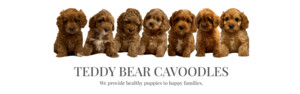 Teddy Bear Cavoodles Pic 2