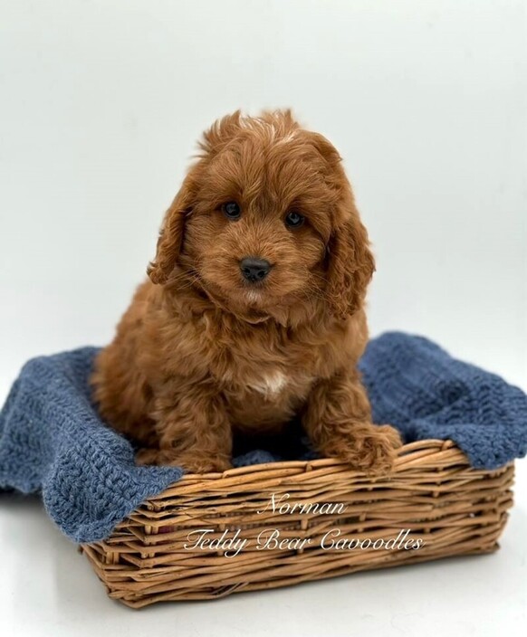 Teddy Bear Cavoodles Pic 1