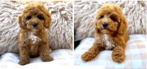 Teddy Bear Cavoodles Pic 4