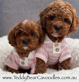 Teddy Bear Cavoodles Pic 5