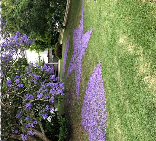 North Shore Times Pic 1 - Jacaranda garden art in St Ives seen during the current Jacaranda season The elderly resident rakes up the fallen blossom each day to make different shapes including hearts and stars on his front lawn