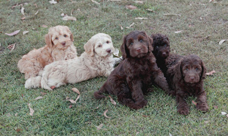 Australia Labradoodles Pic 1 - Australian Labradoodle Association