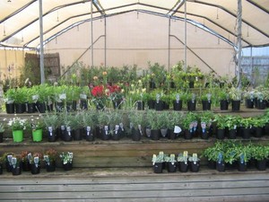 Goolwa Garden Supplies & Hire Equipment Pic 4 - Fully stocked plant nursery and horticulturist on site