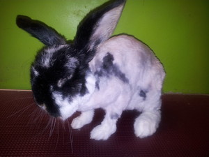 Leanne's Passion Pet Salon Pic 4