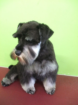 Leanne's Passion Pet Salon Pic 3