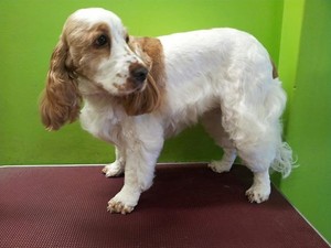 Leanne's Passion Pet Salon Pic 5