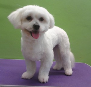 Leanne's Passion Pet Salon Pic 2