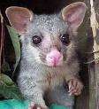 Urban Possum & Pest Control Pic 1 - possum