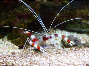 Coastline Aquatics Pic 4 - a pinchy pet interesting and unusual shrimps make a great pet