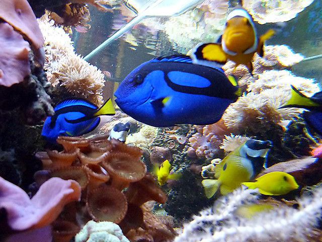 Coastline Aquatics Pic 1 - enjoy a salt water or marine aquarium in your home