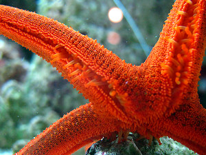 Coastline Aquatics Pic 5 - have a star fish as a pet