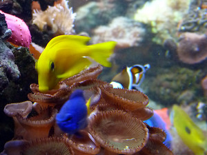 Coastline Aquatics Pic 3 - marine fish and coral in an aquarium