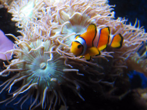 Coastline Aquatics Pic 2 - nemo or clown fish in an anenome