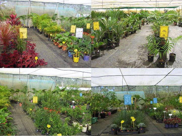 Alligator Creek Nursery in Townsville, QLD, Nurseries & Gardening