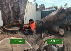 Royale Tree services Pic 5