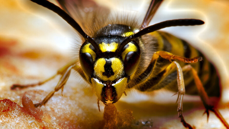 Wasp Removal Perth Pic 1