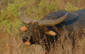 Carmor Plains Wildlife Reserve Pic 1 - Carmor Plains Wildlife Reserve buffalo